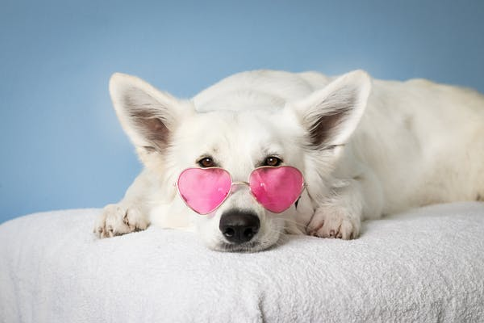 a white dog in glasses