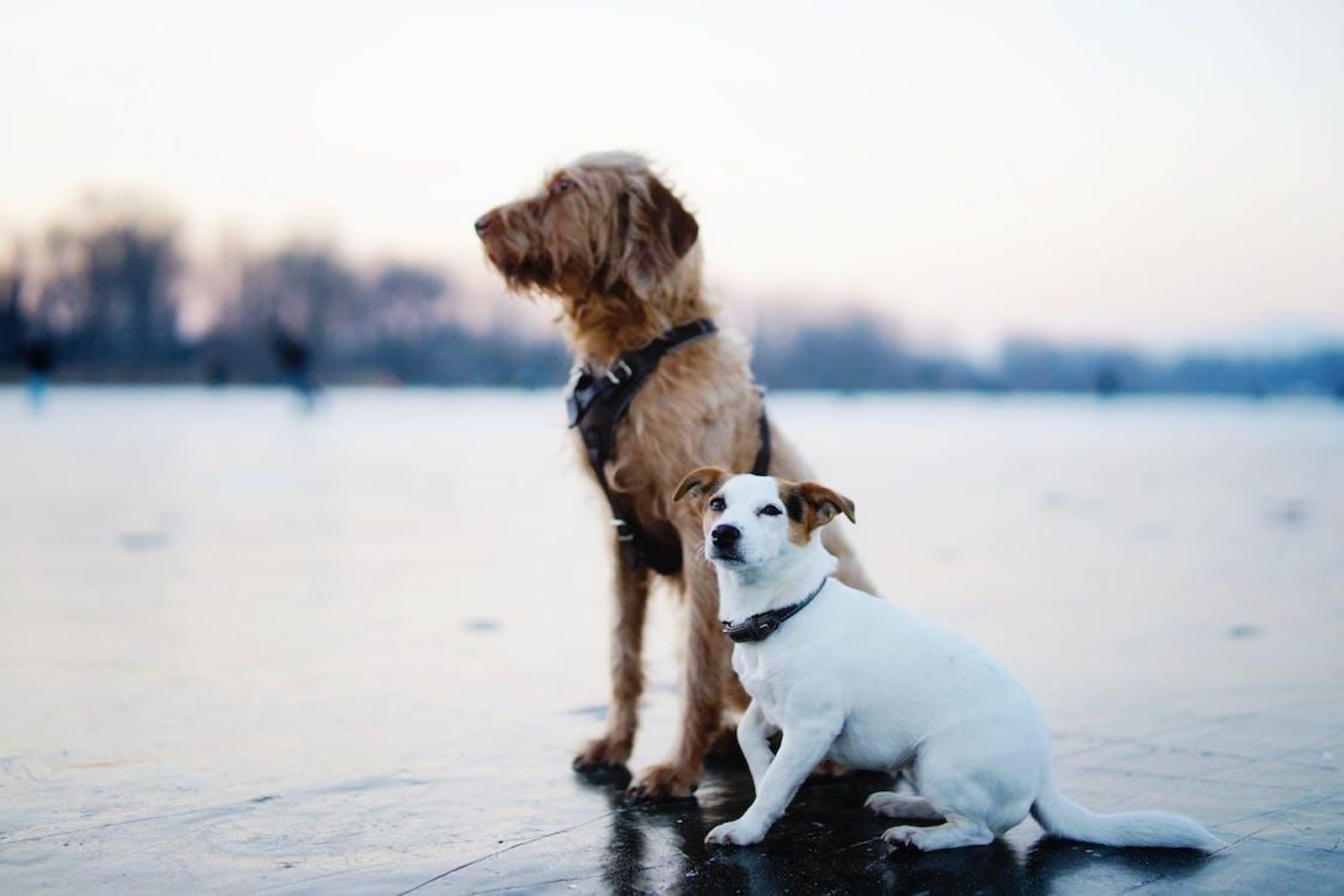 Free Brown and White Dogs Sitting on Field Stock Photo