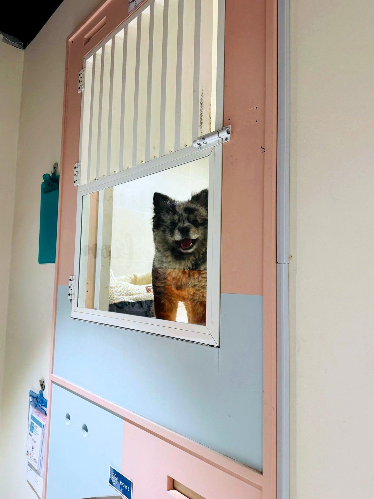 Happy Pomeranian smiling through the room window