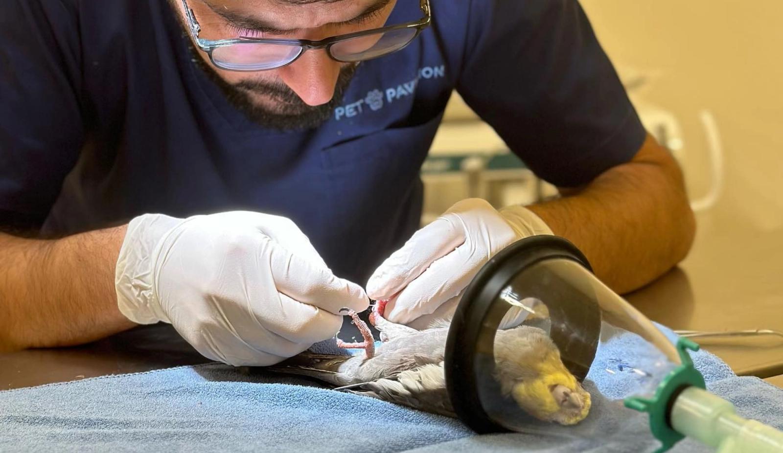 How to Choose the Right Bird Veterinarian for Your Feathered Friend