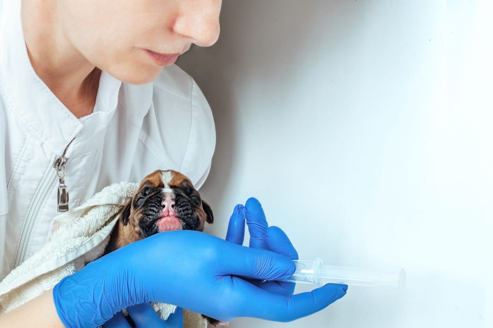 Your Essential Guide to Puppy Vaccinations in Abu Dhabi