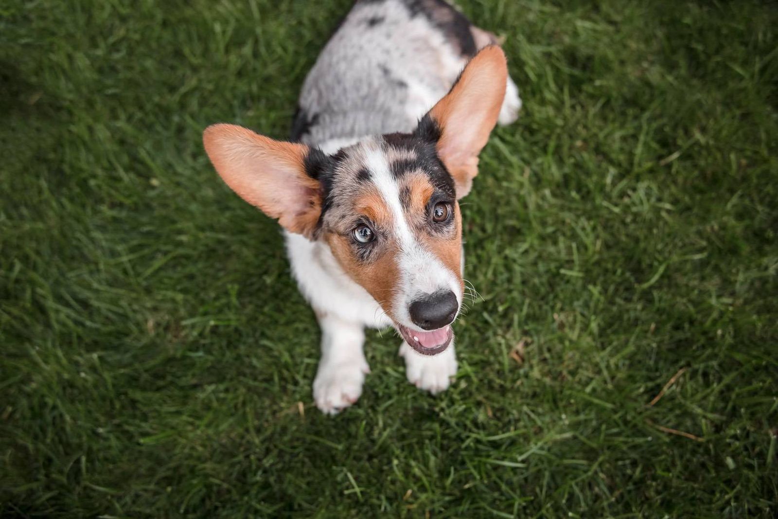 Your Dog’s Ears: What Their Ear Positions Reveal About Their Emotions
