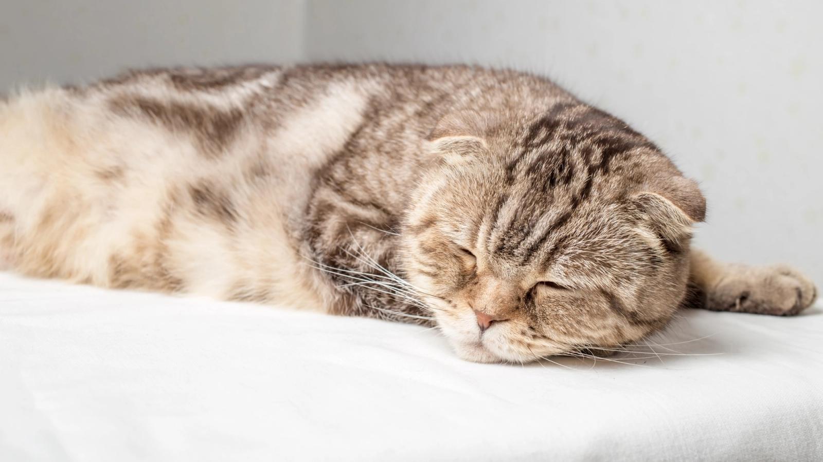 The Ultimate Guide to Spotting Early Signs of Cat Pregnancy