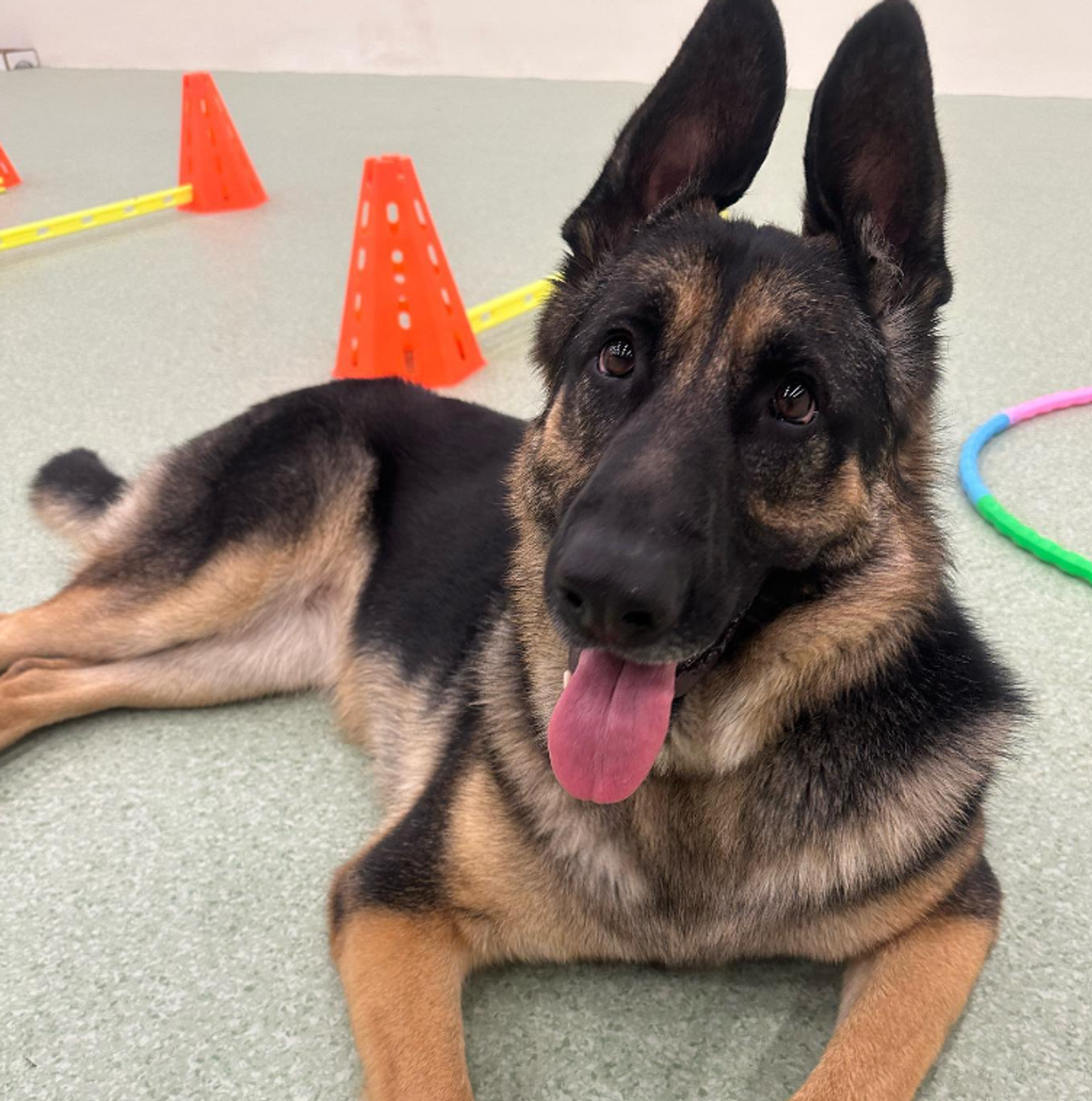 German-Shepherd