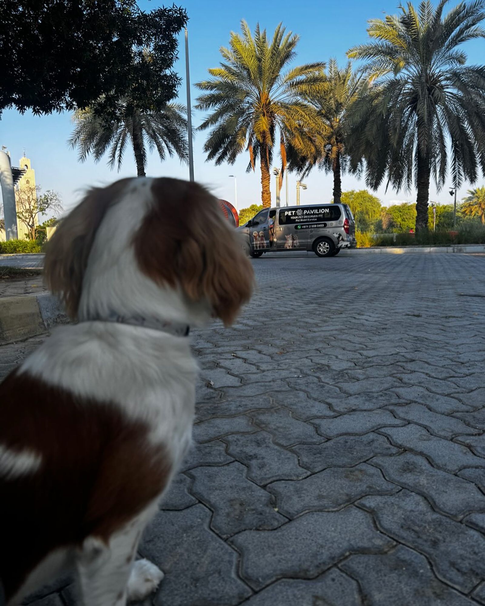 Theo waiting for Pet Pavilion Taxi 
