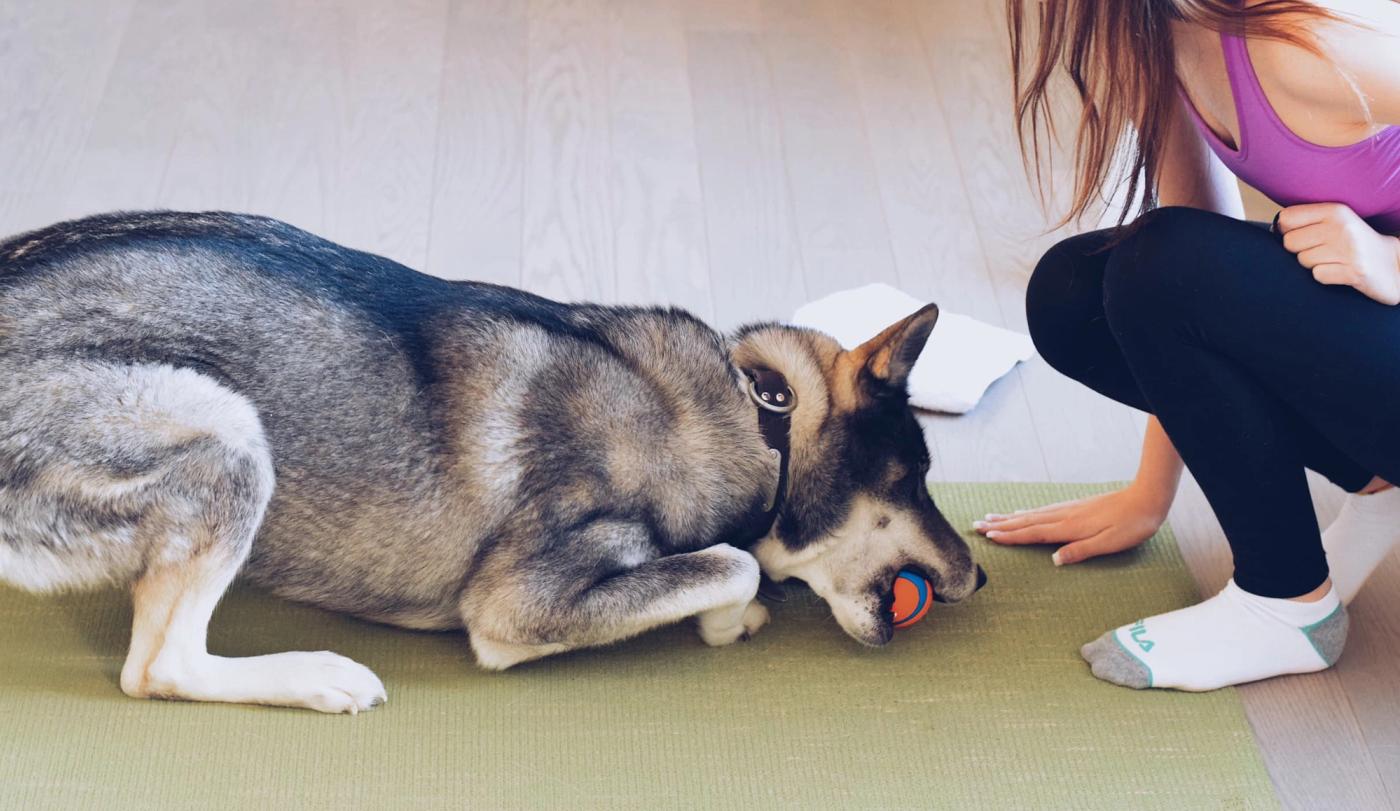 The Ultimate Guide to Teaching Your Dog the 'Drop It' Command: Safer Play, Better Obedience