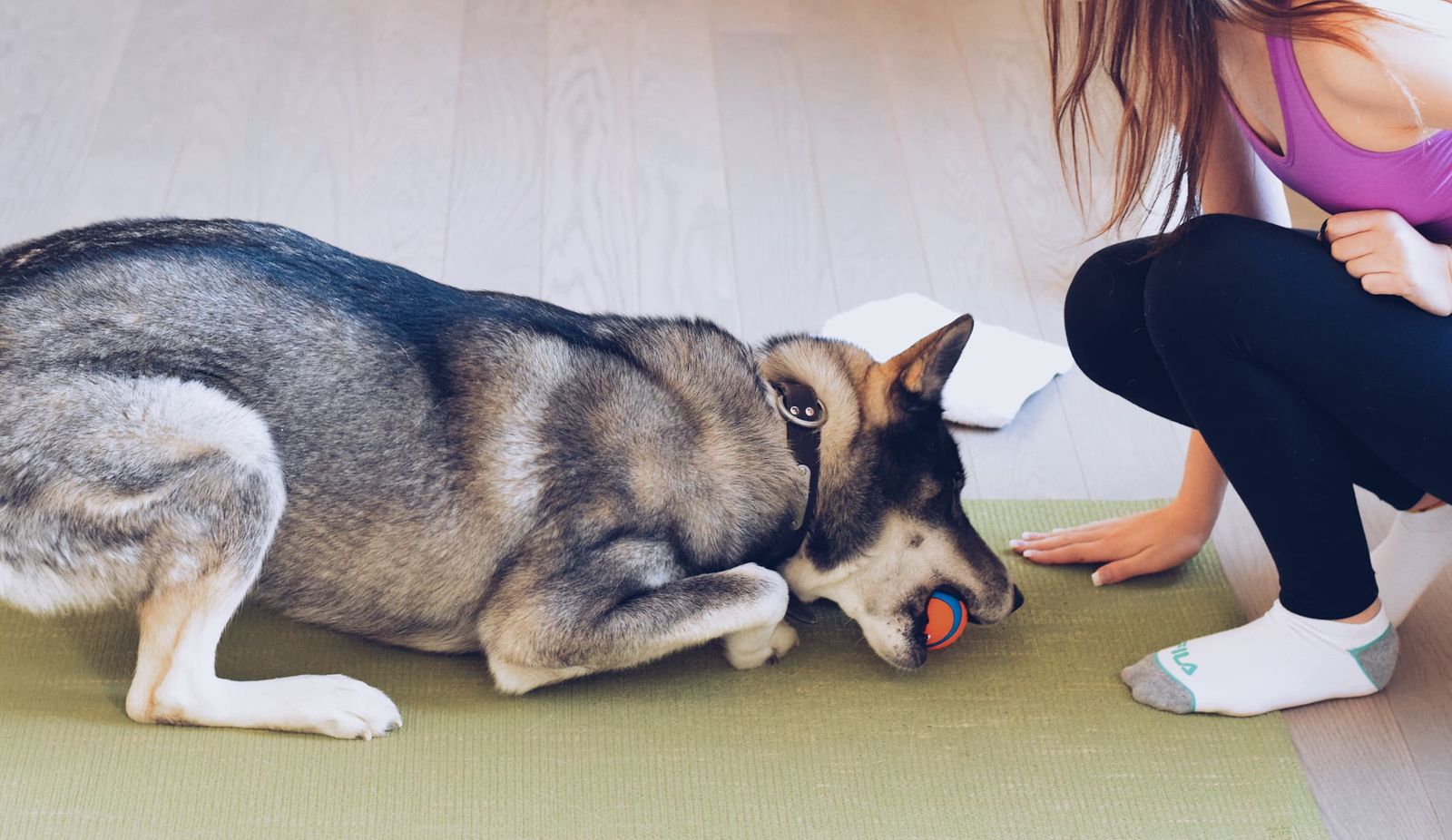 The Ultimate Guide to Teaching Your Dog the 'Drop It' Command: Safer Play, Better Obedience