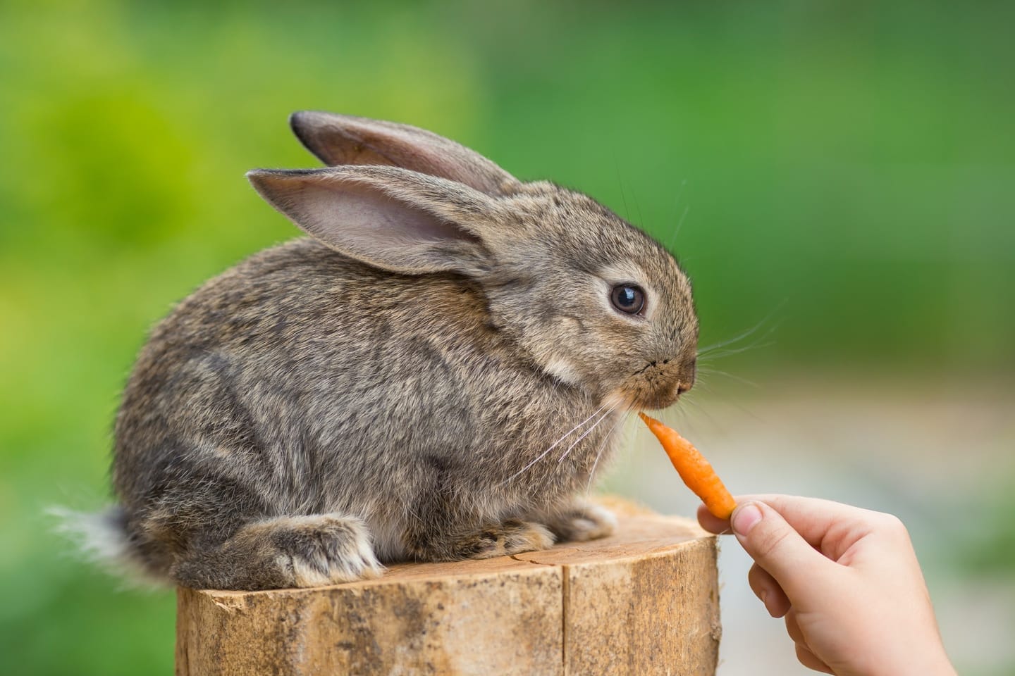 What Can Rabbits Chew On?