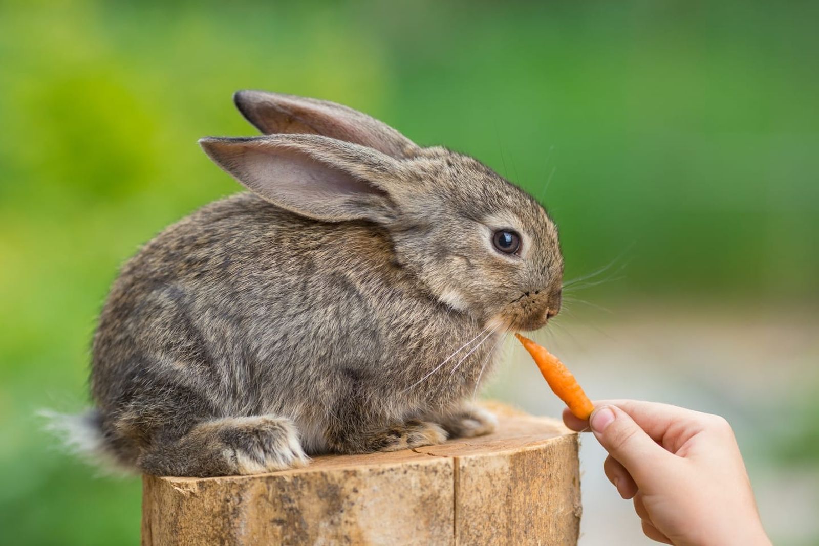 What Can Rabbits Chew On?