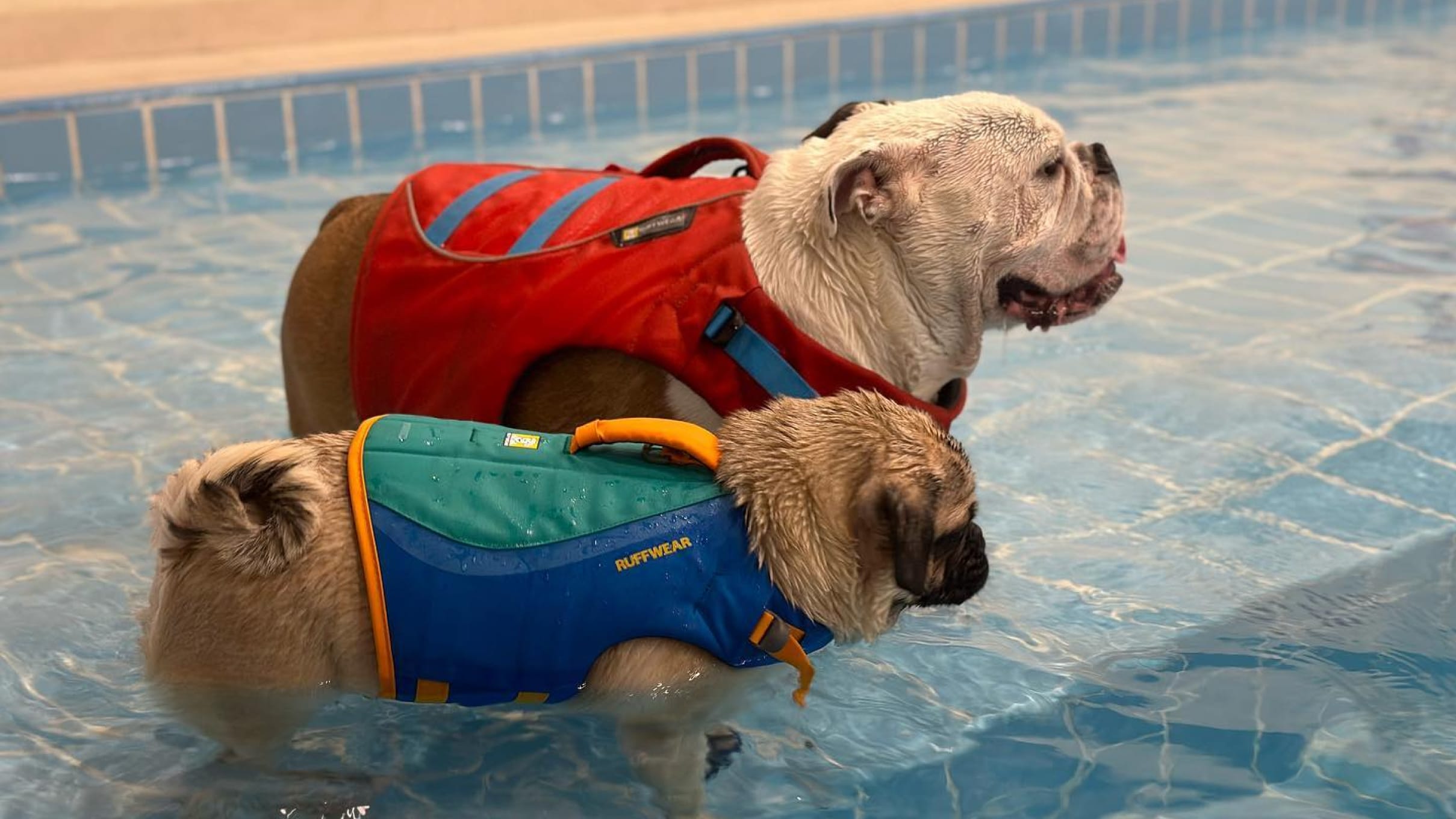 Is The Swimming Pool Safe For Your Pets?