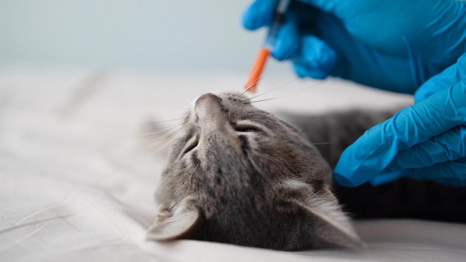 Things to Expect After Your Cat’s Vaccination