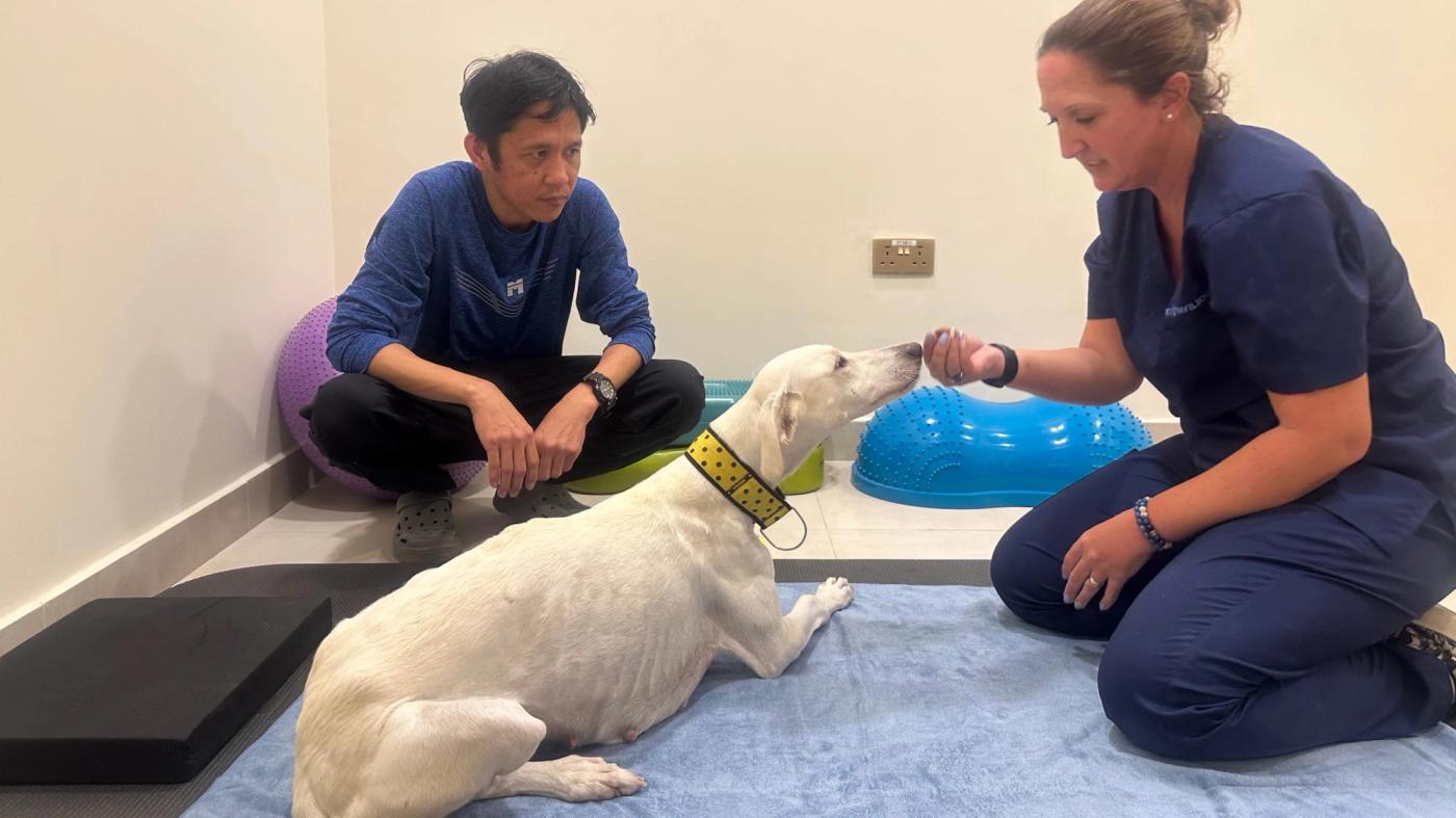 Physiotherapy Unit for Dogs in Abu Dhabi