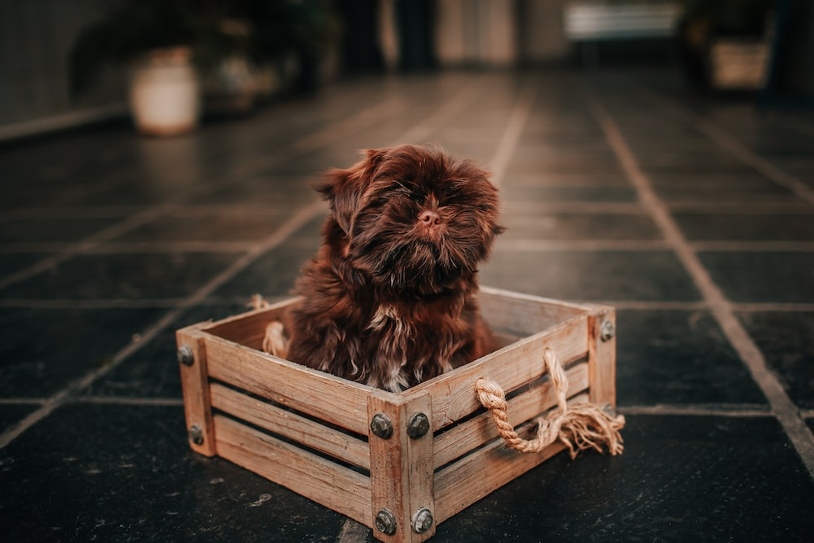 A Dog with a Dark-brown Coat Sitting Inside a Crate