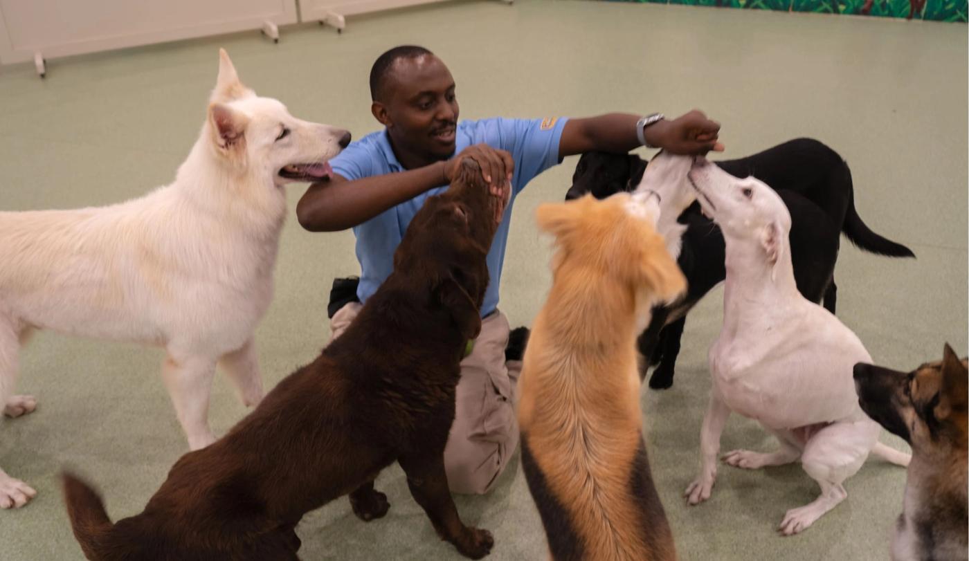 10 Reasons Why Dog Daycare Is a Must for Busy Professionals