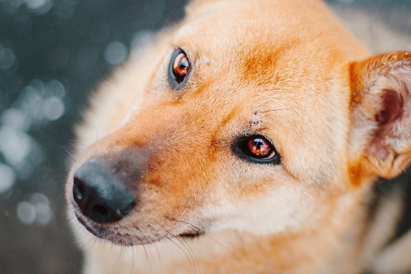 Can Dogs Cry? Understanding Your Pup's Tears and Emotions