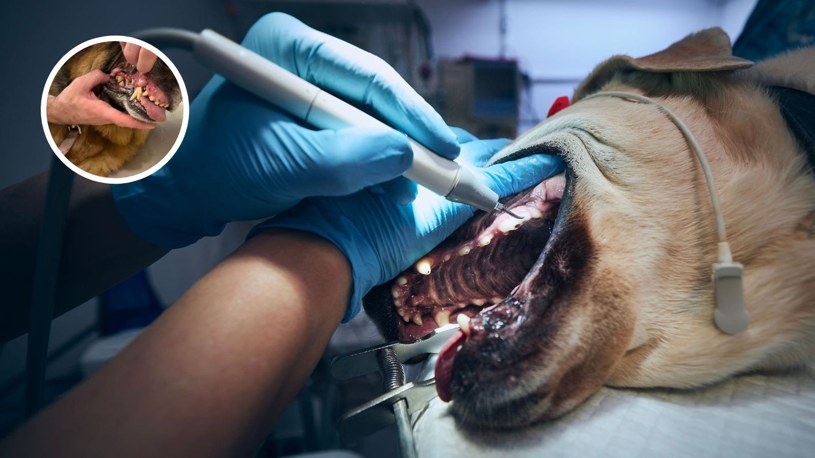 Dental Scaling for Pets: What to Expect