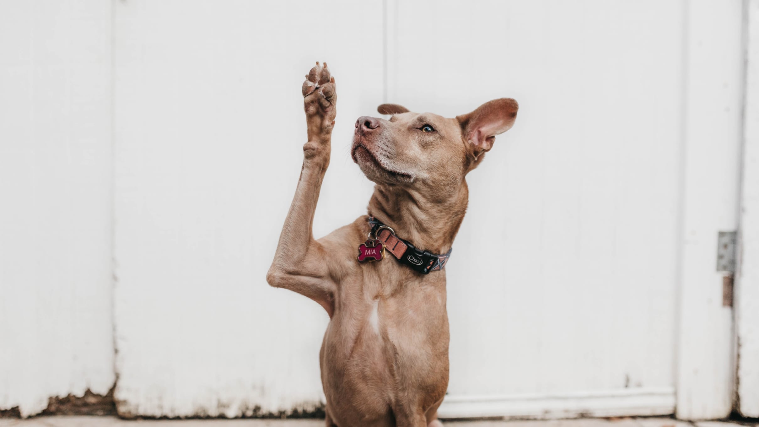 4 Simple Tricks To Teach Your Old Dog