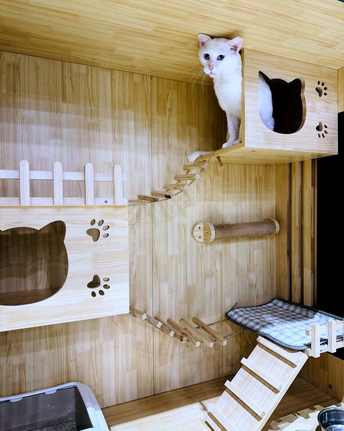 Kitten peeking out of a wooden condo hideout in the cat wing