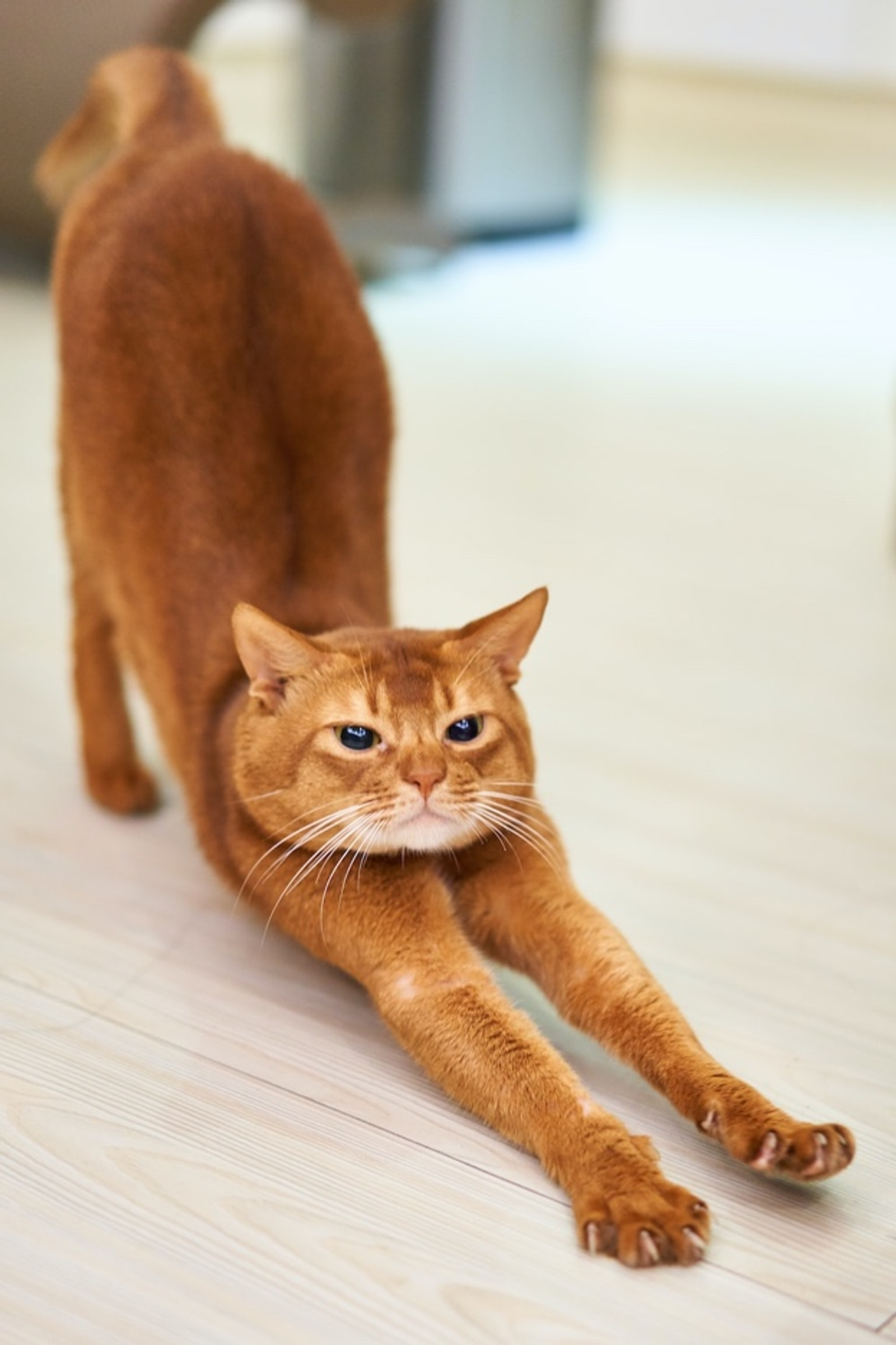A Cat Raising its Hind End as it Stretches