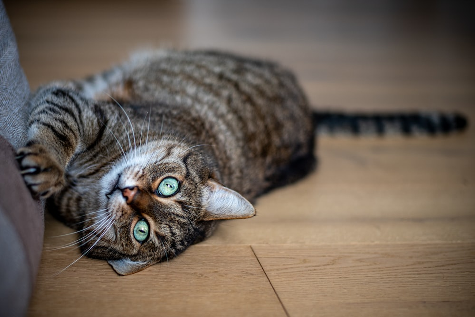 A Cat Scratching a Soft Surface While Lying on the Floor