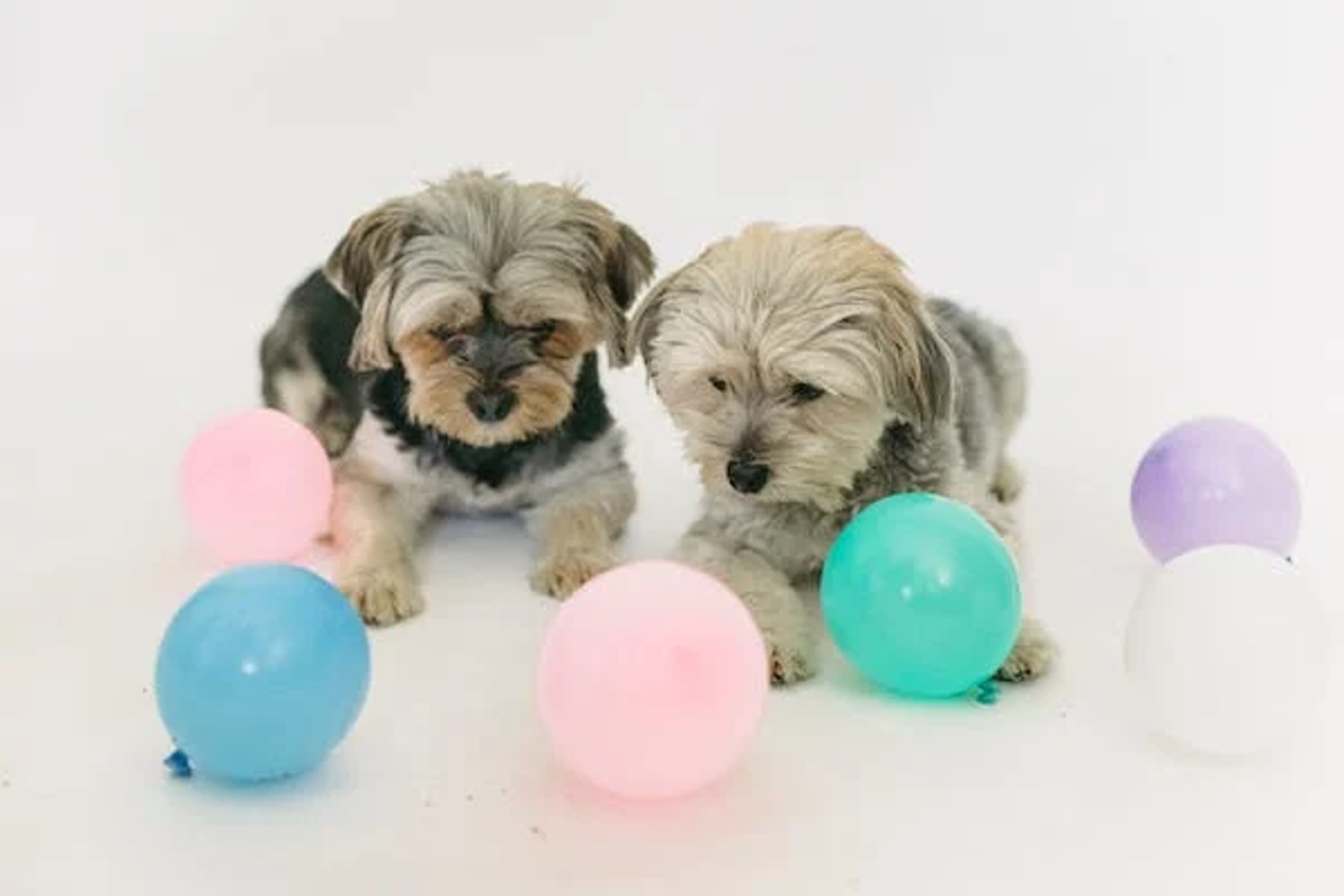 puppies with balloons