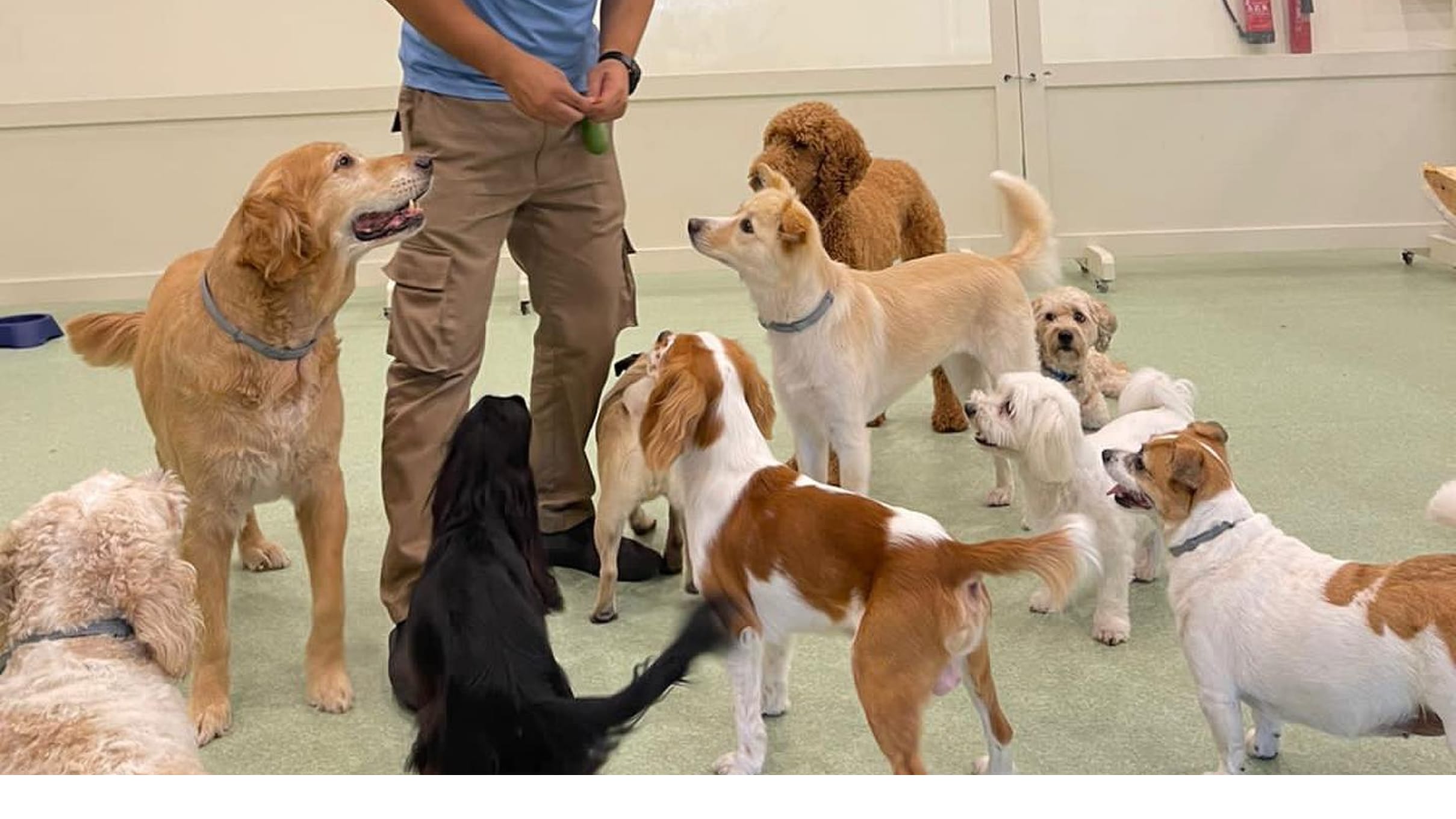 Tips to Socialize Your Dog With Other Dogs