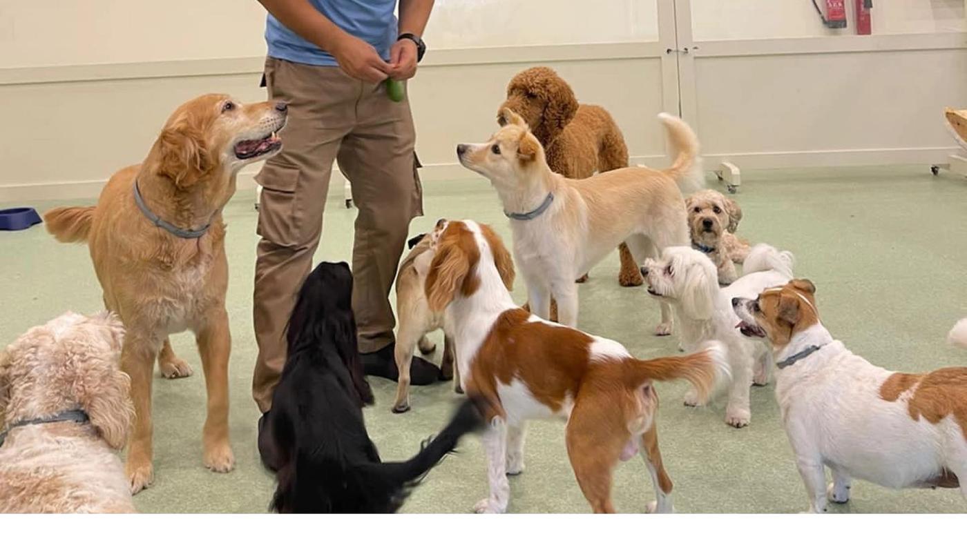 Tips to Socialize Your Dog With Other Dogs