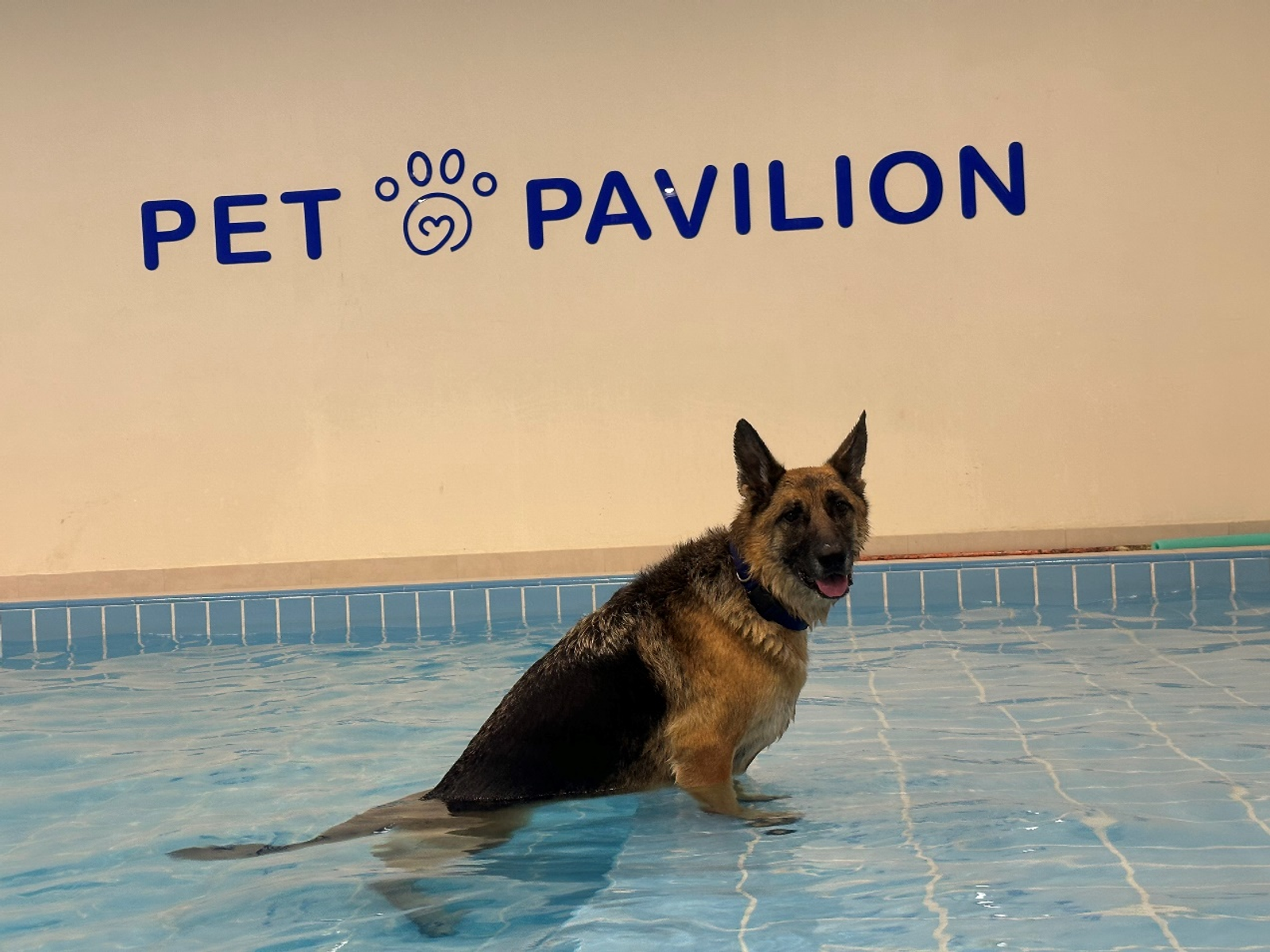 A dog in a pool