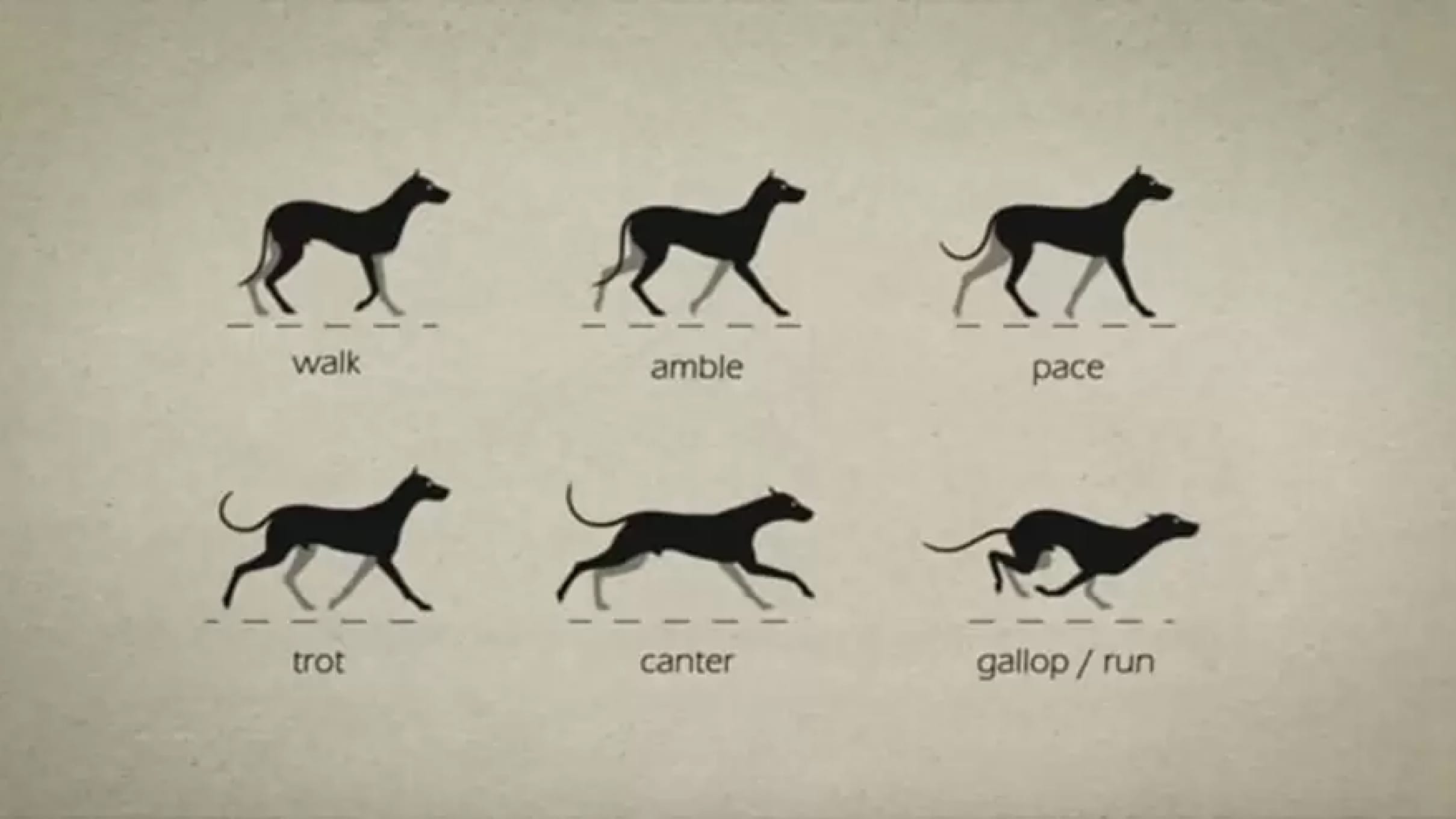 Dogs that pace- an economical but inefficient way to walk