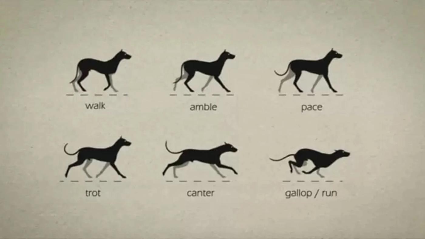 Dogs that pace- an economical but inefficient way to walk