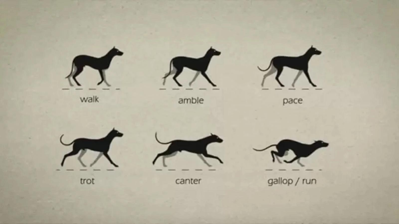 Dogs that pace- an economical but inefficient way to walk