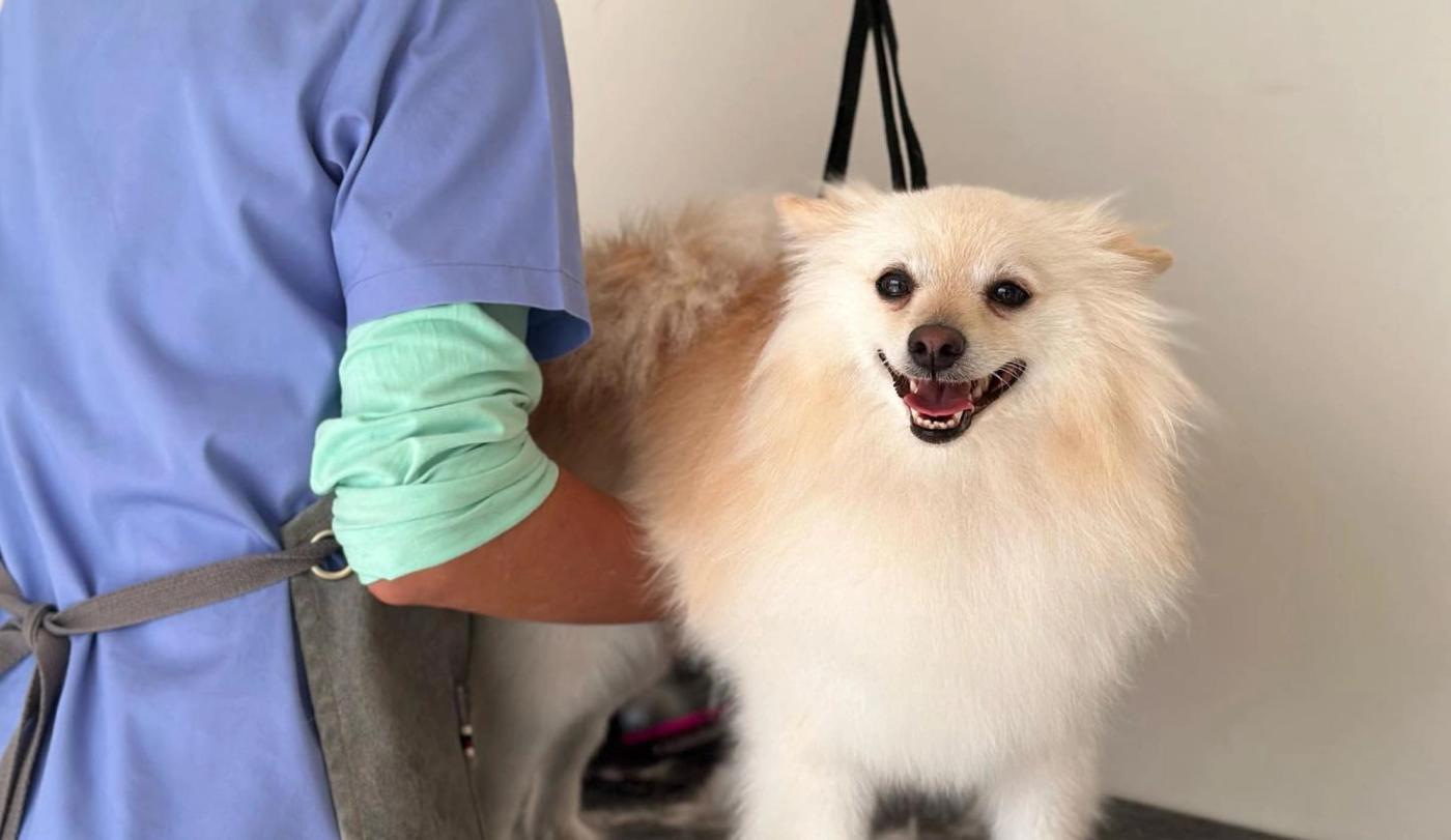 How to Make Grooming a Positive Experience for Your Dog