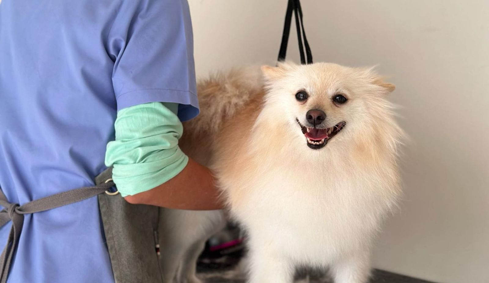 How to Make Grooming a Positive Experience for Your Dog