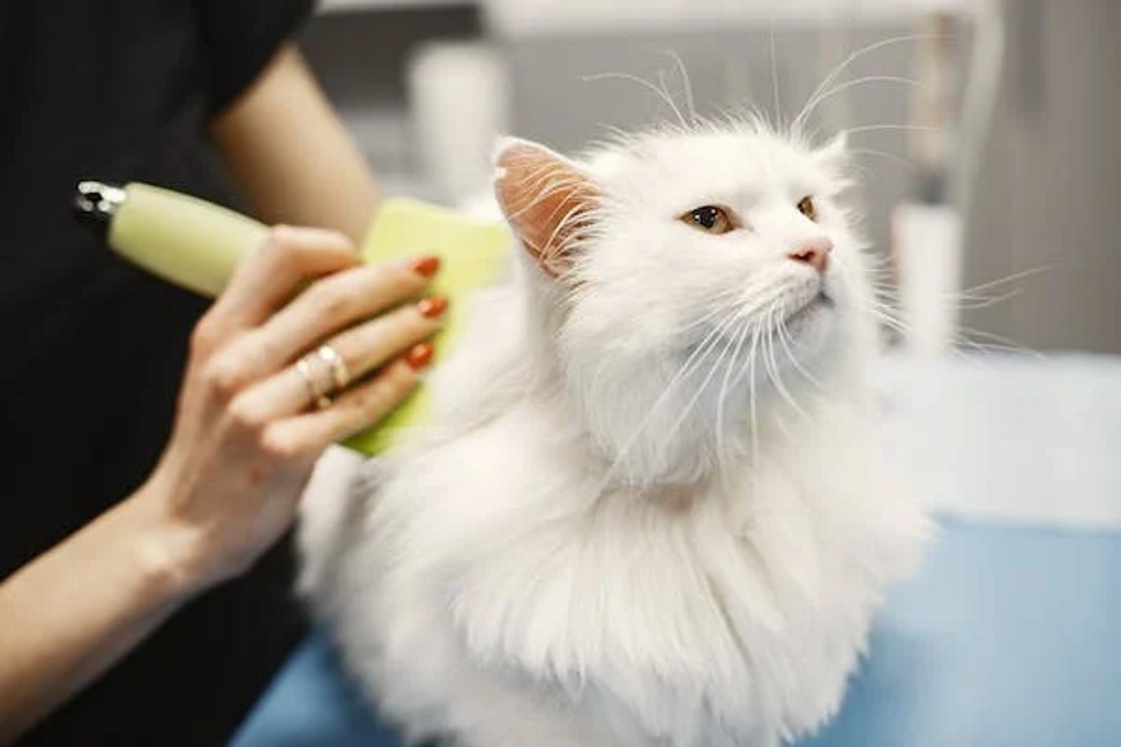 brushing a cat