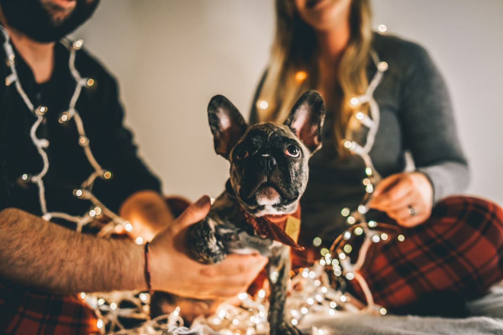 3 Pawsitively Festive Activities to Share with Your Dog this Holiday Season