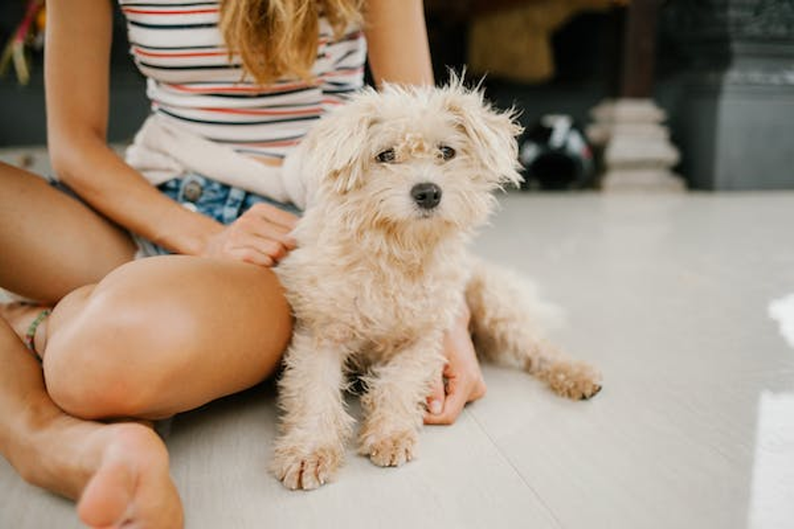 a puppy sitting with a girl
