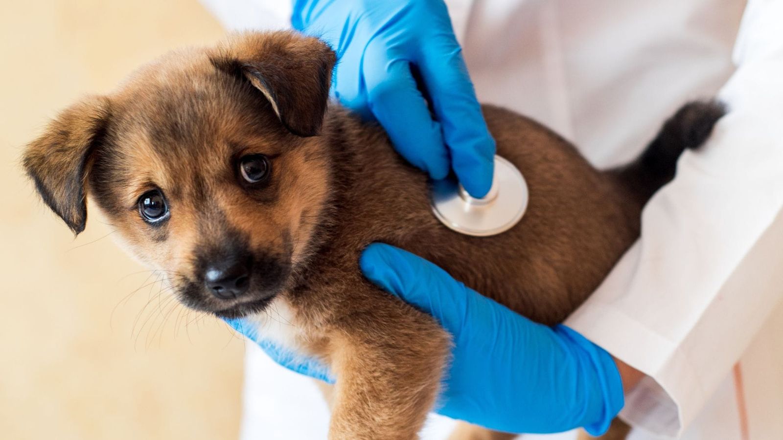 Essential Guide: Dog Vet Checkup for Puppies (Everything You Need to Know!)