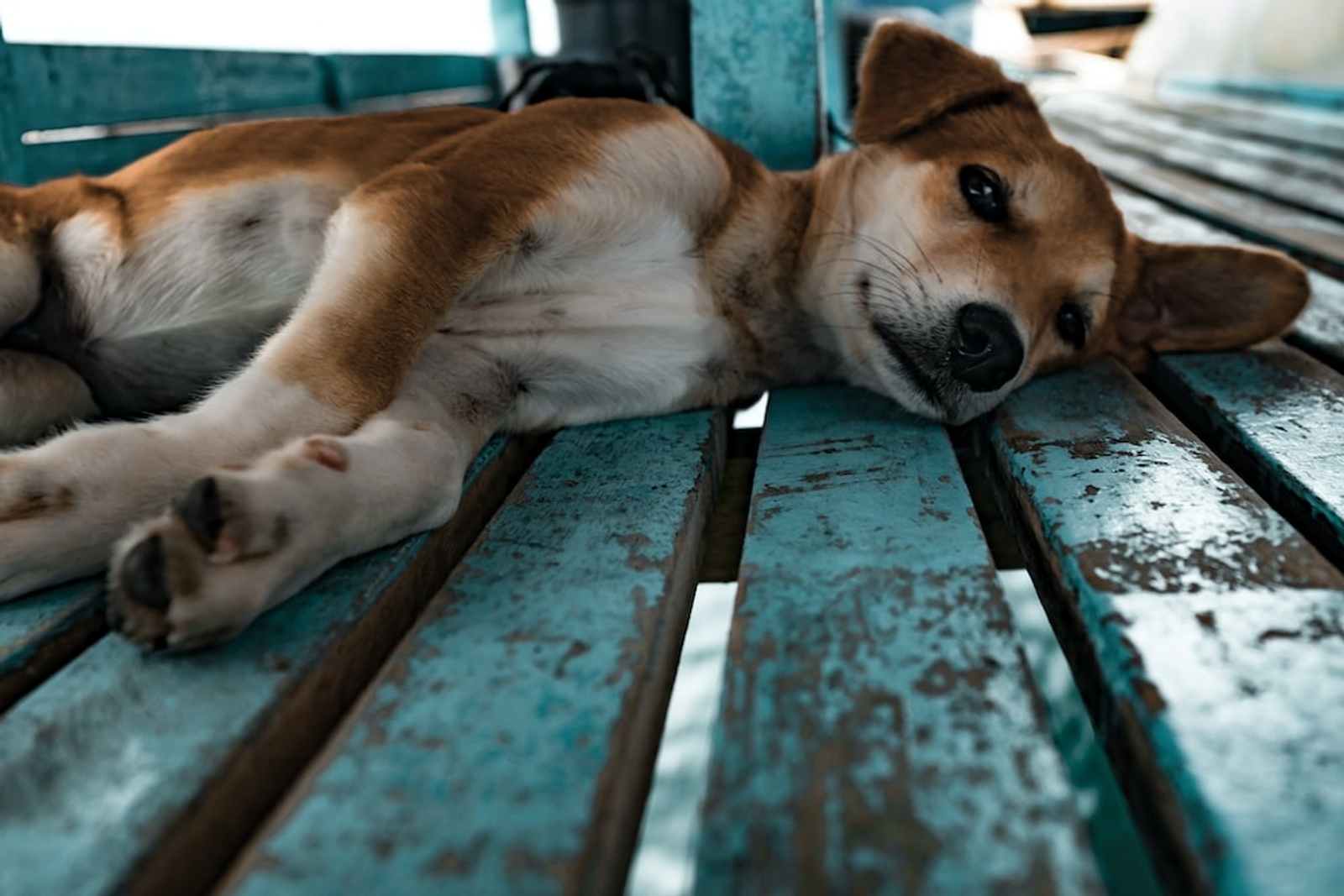 A Dog Lying on its Side on a Wooden Walkway