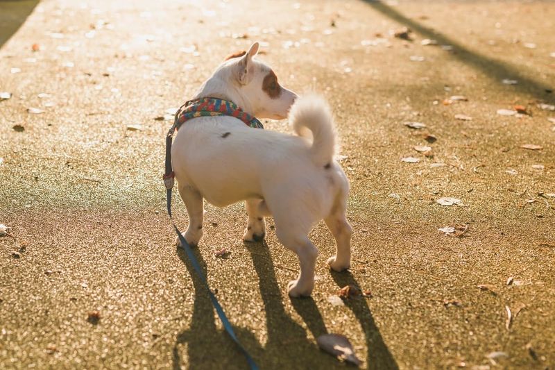Why Does My Dog Walk Around in Circles?
