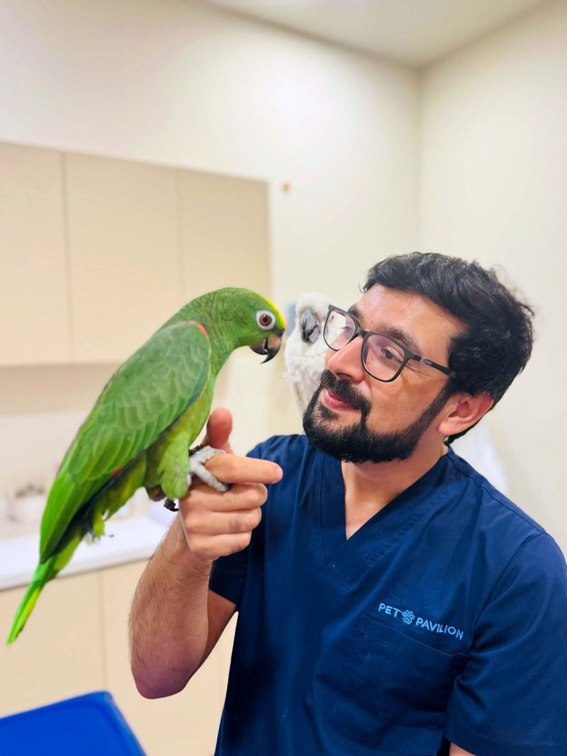 Veterinarian caring for a parrot and cockatoo at Pet Pavilion