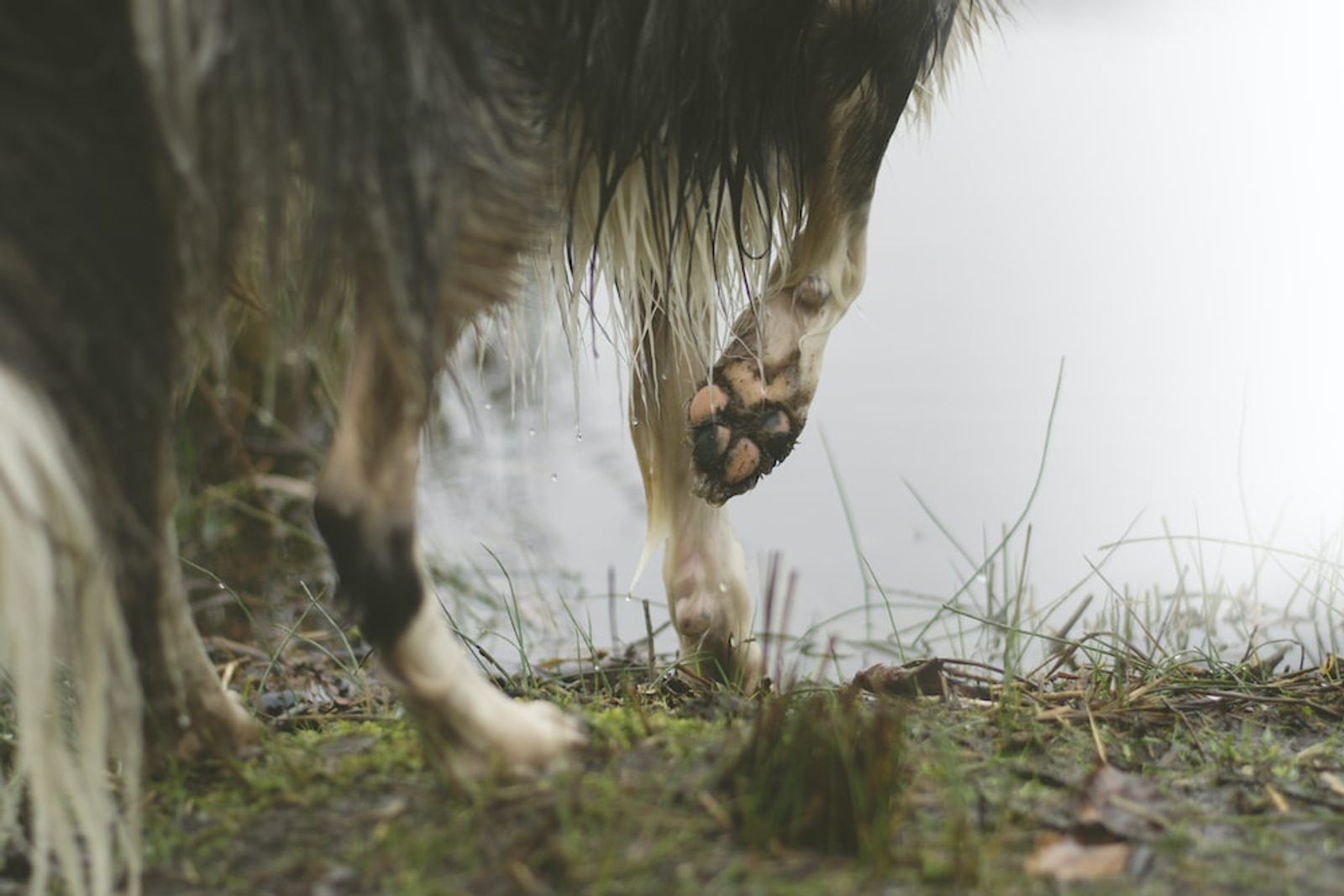 A Dog Stepping on Blades of Grass and Other Items that Could Cause a Dog Limping Injury