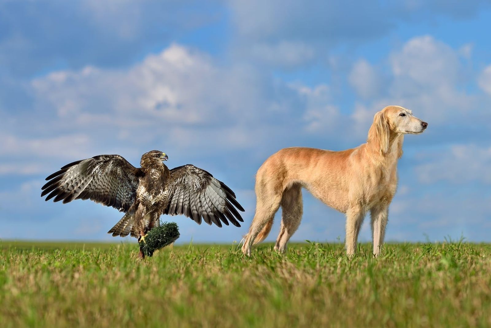 What Breeds Have a High Prey Drive? Understanding Your Dog's Natural Instincts
