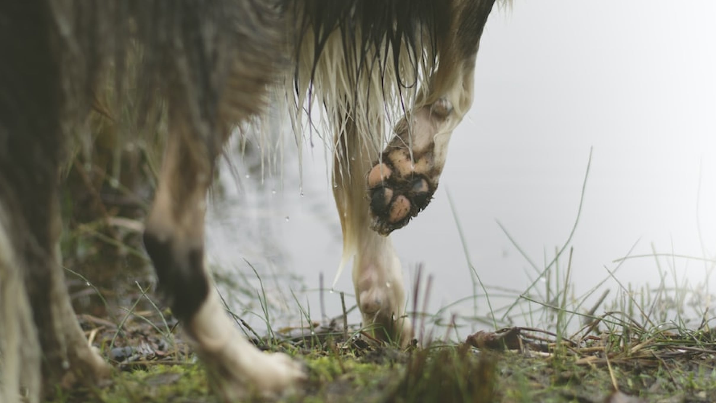 4 Common Causes for Limping in Dogs