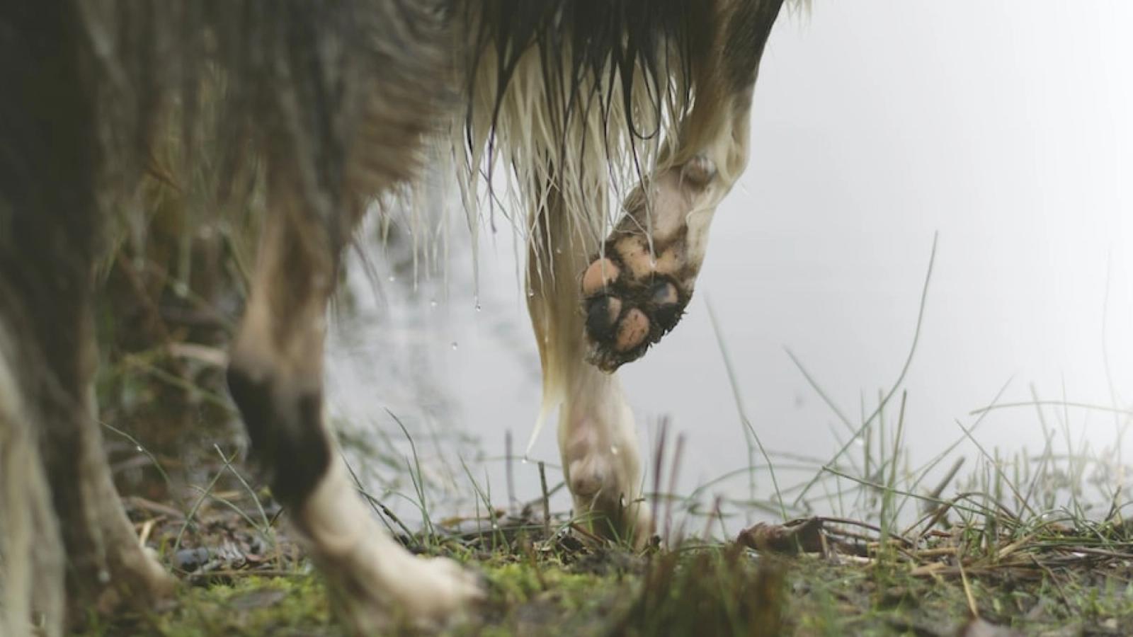 4 Common Causes for Limping in Dogs