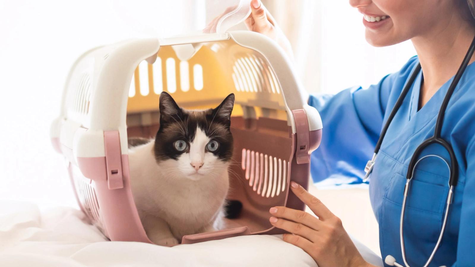 How to Prepare for Your First Home Vet Visit in Abu Dhabi