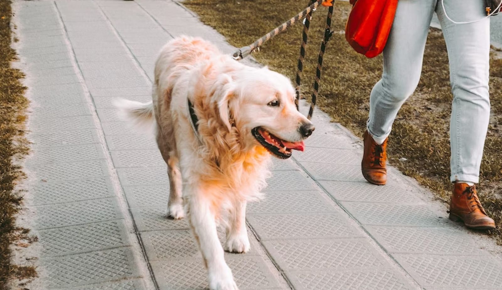 Mastering Leash Control - Is Your Dog Walking You?