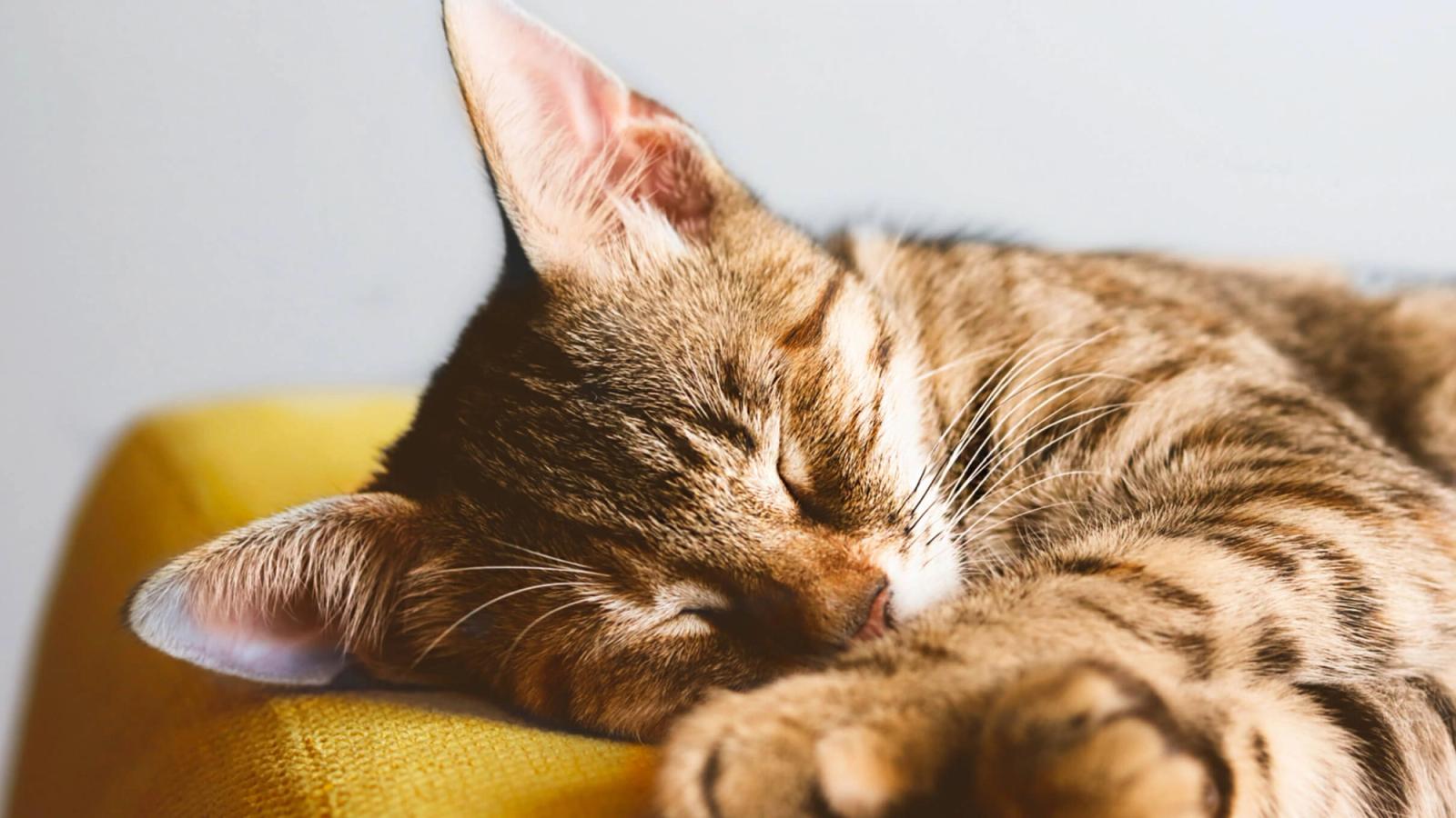 Endoscopy for Dogs: Understanding the Procedure and Its Benefits
