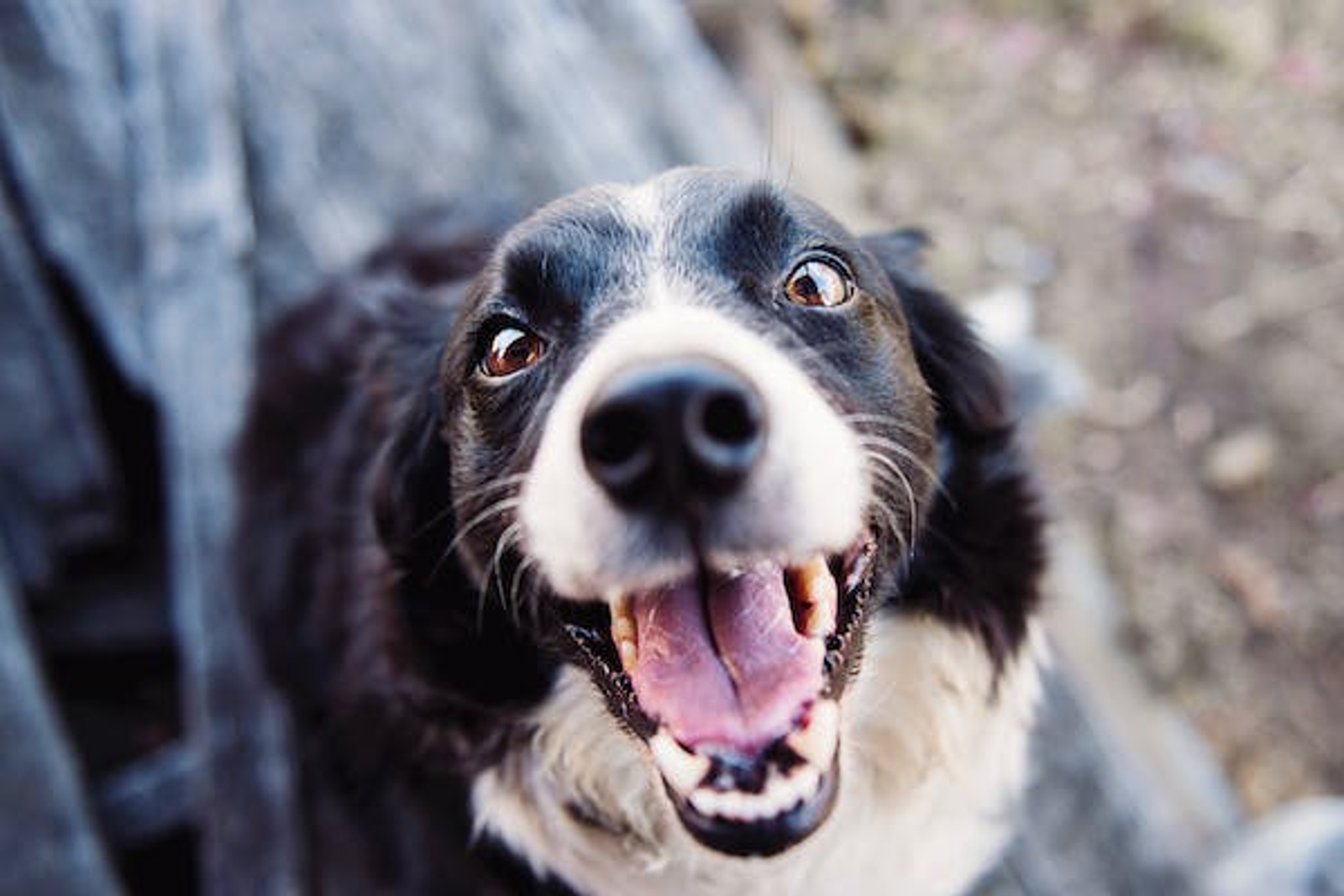 a happy puppy
