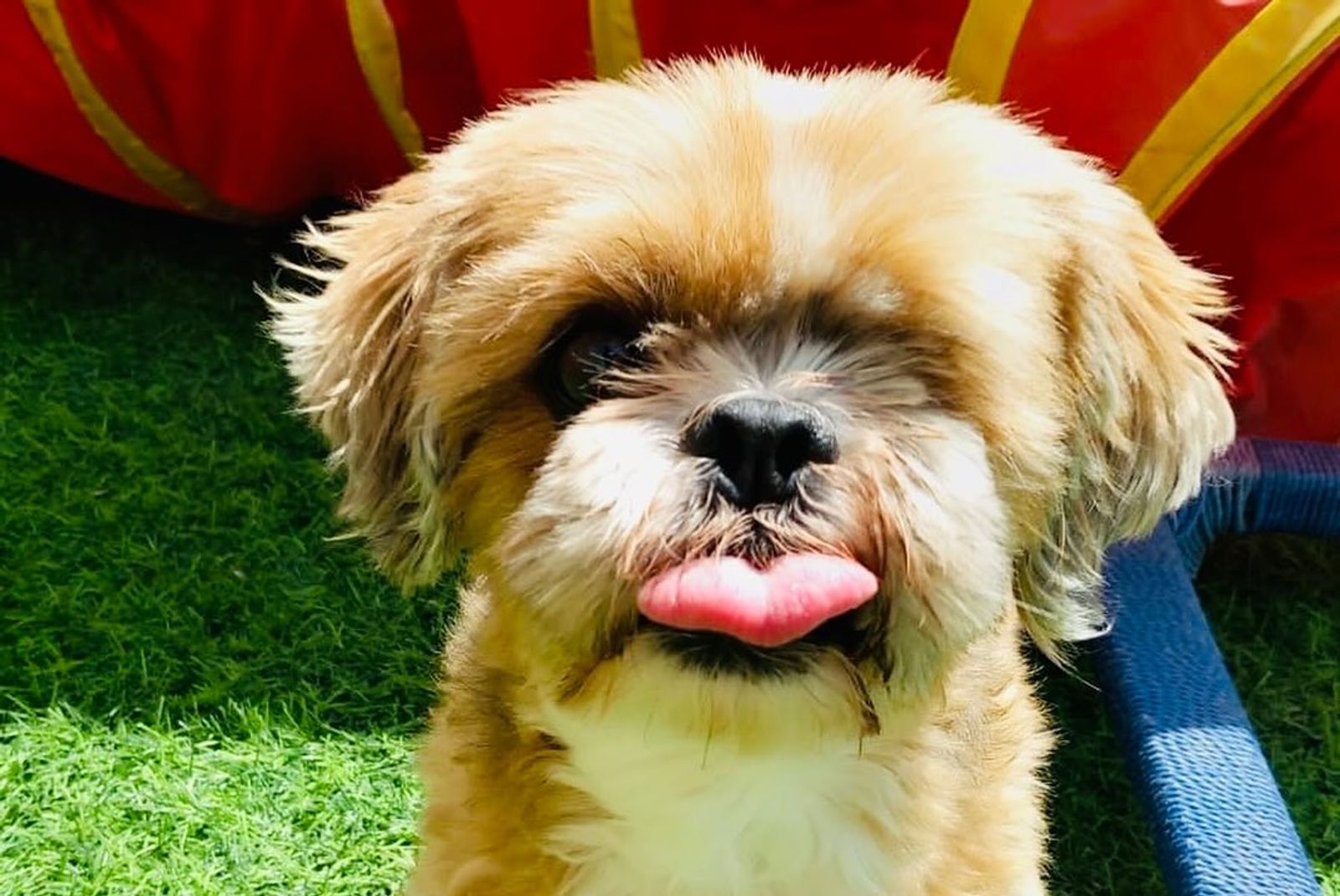 10 Reasons to Choose Pet Pavilion for Your Pet's Needs