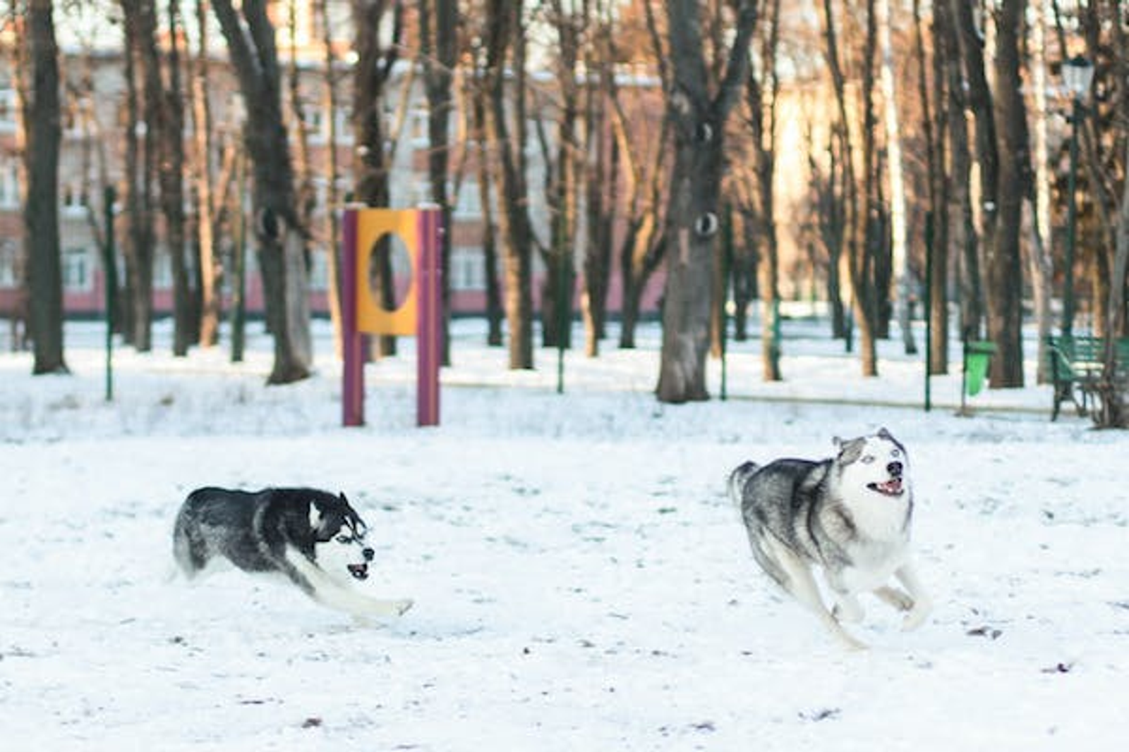 zoomies in pups